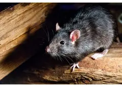 Rats Removal Melbourne