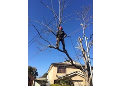 Tree Removal Cutting Sydney