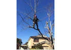 Tree Removal Cutting Sydney