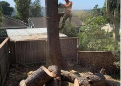 Tree Lopping Collaroy