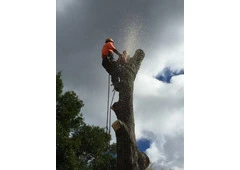 Tree Removal & Cutting North Shore