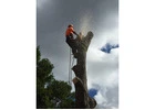 Tree Removal & Cutting North Shore